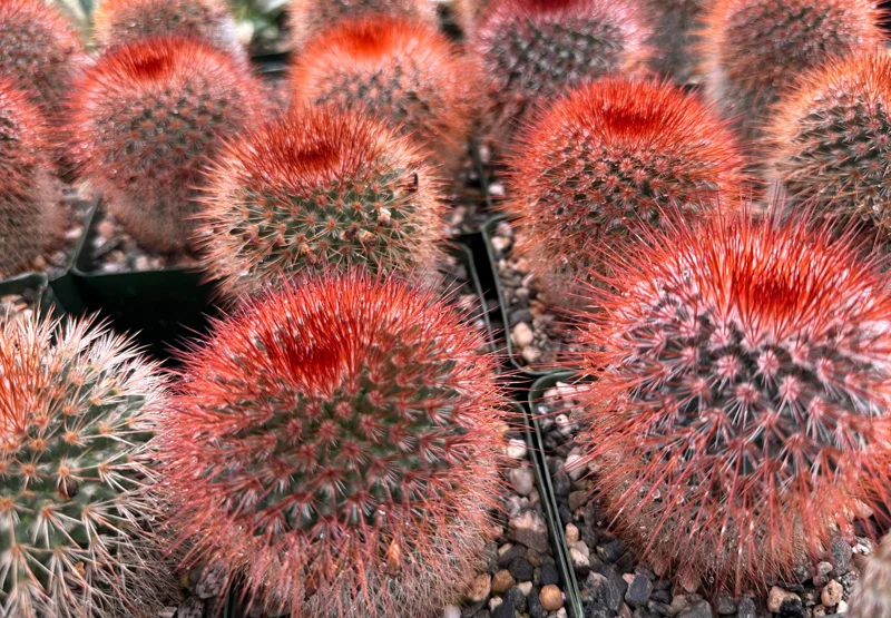 Red Head Irishman Cactus - Mammillaria Spinosissima Live Plant - 4 Inch Pot - Indoor/Outdoor - Image 2