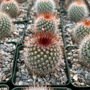 Red Head Irishman Cactus - Mammillaria Spinosissima Live Plant - 4 Inch Pot - Indoor/Outdoor - Image 3