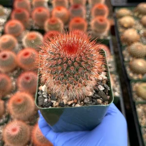 Red Head Irishman Cactus - Mammillaria Spinosissima Live Plant - 4 Inch Pot - Indoor/Outdoor - Image 1