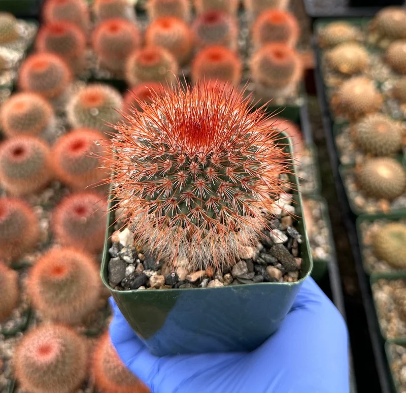 Red Head Irishman Cactus - Mammillaria Spinosissima Live Plant - 4 Inch Pot - Indoor/Outdoor - Image 1