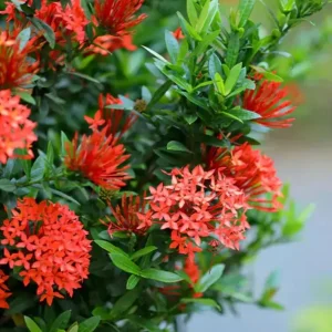 Red Ixora Live Plant – Tropical Bush for Outdoor Garden – 4 to 6 Inch Tall - Image 2