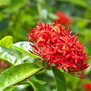Red Ixora Live Plant – Tropical Bush for Outdoor Garden – 4 to 6 Inch Tall - Image 3