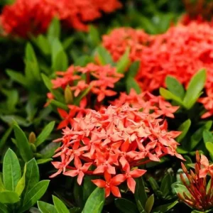 Red Ixora Live Plant – Tropical Bush for Outdoor Garden – 4 to 6 Inch Tall - Image 4