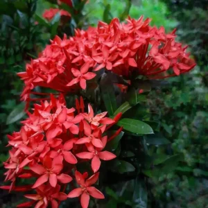 Red Ixora Live Plant – Tropical Bush for Outdoor Garden – 4 to 6 Inch Tall - Image 5
