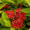 Red Ixora Live Plant – Tropical Bush for Outdoor Garden – 4 to 6 Inch Tall - Image 1