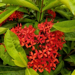 Red Ixora Live Plant – Tropical Bush for Outdoor Garden – 4 to 6 Inch Tall - Image 1