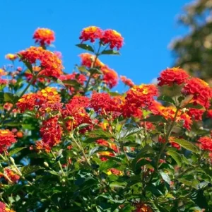 Red Lantana Live Plant - Fragrant Perennial Flowers for Home Garden, 4-6 Inch Tall - Image 2