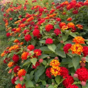 Red Lantana Live Plant - Fragrant Perennial Flowers for Home Garden, 4-6 Inch Tall - Image 3