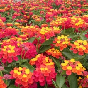 Red Lantana Live Plant - Fragrant Perennial Flowers for Home Garden, 4-6 Inch Tall - Image 4