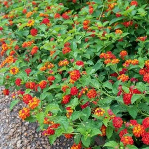 Red Lantana Live Plant - Fragrant Perennial Flowers for Home Garden, 4-6 Inch Tall - Image 5