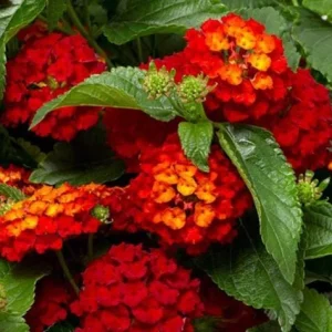 Red Lantana Live Plant - Fragrant Perennial Flowers for Home Garden, 4-6 Inch Tall - Image 6