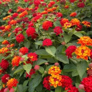 Red Lantana Live Plant - Fragrant Perennial Flowers for Home Garden, 4-6 Inch Tall - Image 7