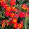Red Lantana Live Plant - Fragrant Perennial Flowers for Home Garden, 4-6 Inch Tall - Image 1
