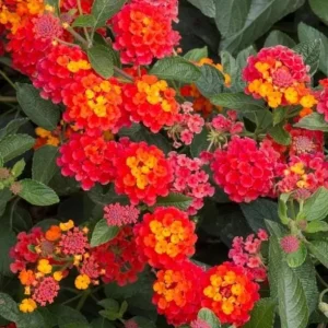 Red Lantana Live Plant - Fragrant Perennial Flowers for Home Garden, 4-6 Inch Tall - Image 1