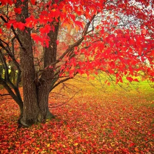 Red Maple Tree Seeds (Acer rubrum) - 25+ Fast Growing Seeds for Outdoor Planting - Image 2