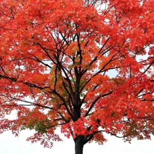 Red Maple Tree Seeds (Acer rubrum) - 25+ Fast Growing Seeds for Outdoor Planting - Image 3