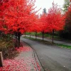 Red Maple Tree Seeds (Acer rubrum) - 25+ Fast Growing Seeds for Outdoor Planting - Image 1