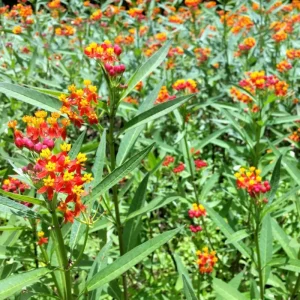 Red Milkweed Live Plant - Tropical Scarlet Milkweed (Asclepias curassavica) - 2 Pack, 4-9 Inch Tall - Image 4
