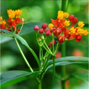 Red Milkweed Live Plant - Tropical Scarlet Milkweed (Asclepias curassavica) - 2 Pack, 4-9 Inch Tall - Image 6