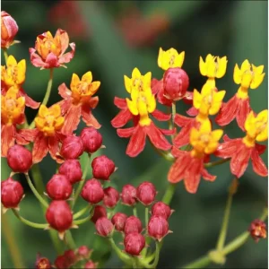 Red Milkweed Live Plant - Tropical Scarlet Milkweed (Asclepias curassavica) - 2 Pack, 4-9 Inch Tall - Image 7
