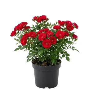 Red Mini Rose Live Plant – 4-6 Inch Tall, Vibrant Blooms, Indoor/Outdoor - Image 1