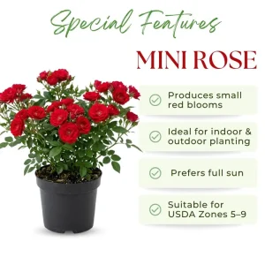 Red Mini Rose Live Plant – 4-6 Inch Tall, Vibrant Blooms, Indoor/Outdoor - Image 2