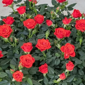 Red Mini Rose Live Plant – 4-6 Inch Tall, Vibrant Blooms, Indoor/Outdoor - Image 3