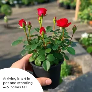 Red Mini Rose Live Plant – 4-6 Inch Tall, Vibrant Blooms, Indoor/Outdoor - Image 4