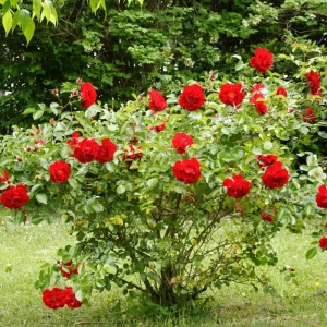 Red Mini Rose Live Plant – 4-6 Inch Tall, Vibrant Blooms, Indoor/Outdoor - Image 7