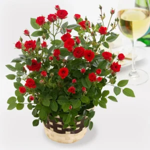 Red Mini Rose Live Plant – 4-6 Inch Tall, Vibrant Blooms, Indoor/Outdoor - Image 8