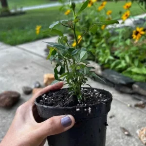 Red Miniature Rose Live Plant – Mini Bush, 3-8 Inch Tall - Image 2