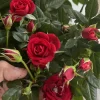 Red Miniature Rose Live Plant – Mini Bush, 3-8 Inch Tall - Image 1