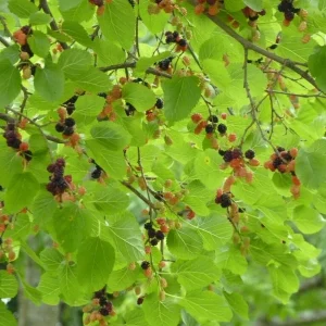 Red Mulberry Tree Cuttings Set of 12 Unrooted - Fast Growing Fruit Trees - Image 3