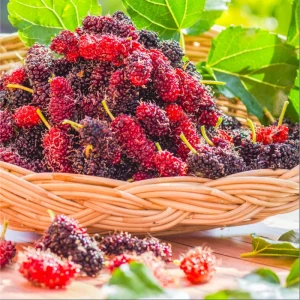 Red Mulberry Tree Live Plant – Sweet Fruit – 4-6 Inch Tall – Outdoor - Image 2