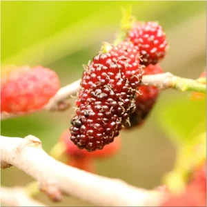 Red Mulberry Tree Live Plant – Sweet Fruit – 4-6 Inch Tall – Outdoor - Image 5