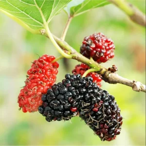 Red Mulberry Tree Live Plant – Sweet Fruit – 4-6 Inch Tall – Outdoor - Image 6