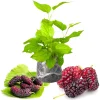 Red Mulberry Tree Live Plant – Sweet Fruit – 4-6 Inch Tall – Outdoor - Image 1