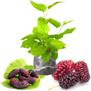 Red Mulberry Tree Live Plant – Sweet Fruit – 4-6 Inch Tall – Outdoor - Image 1