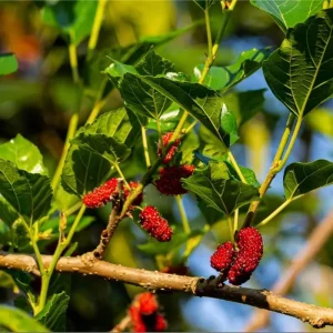 Red Mulberry Tree Live Plant – Sweet Fruit – 4-6 Inch Tall – Outdoor - Image 7