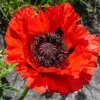 Red Oriental Poppy Seeds - Perennial Scarlet Flowers, Large, Non-GMO, 1000 Seeds - Image 1