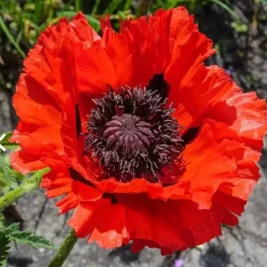Red Oriental Poppy Seeds - Perennial Scarlet Flowers, Large, Non-GMO, 1000 Seeds - Image 1