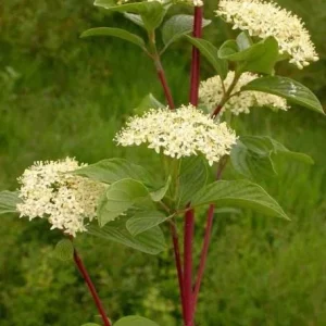 Red Osier Dogwood Bare Root Plant - 5 Seedlings, 1-2ft Tall - Image 2