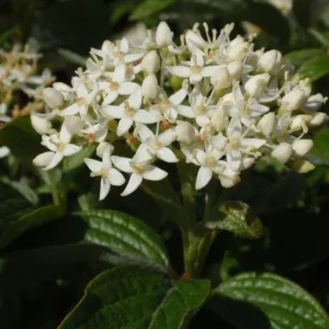 Red Osier Dogwood Bare Root Plant - 5 Seedlings, 1-2ft Tall - Image 4