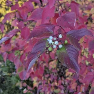 Red Osier Dogwood Bare Root Plant - 5 Seedlings, 1-2ft Tall - Image 5
