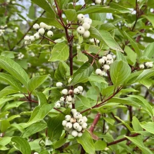 Red Osier Dogwood Bare Root Plant - 5 Seedlings, 1-2ft Tall - Image 6