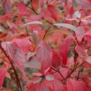 Red Osier Dogwood Bare Root Plant - 5 Seedlings, 1-2ft Tall - Image 7