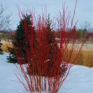 Red Osier Dogwood Bare Root Plant - 5 Seedlings, 1-2ft Tall - Image 8