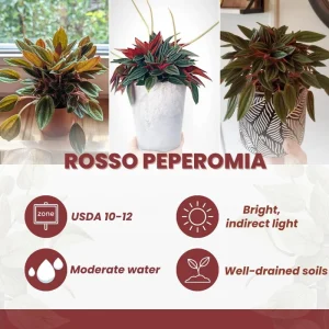 Red Peperomia Live Plant - 4-7 inches Tall, 4 inch Pot, Indoor Houseplant - Image 2