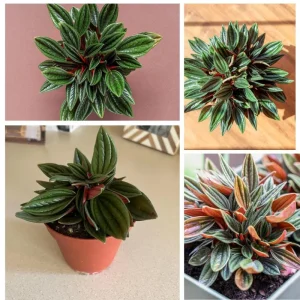 Red Peperomia Live Plant - 4-7 inches Tall, 4 inch Pot, Indoor Houseplant - Image 3