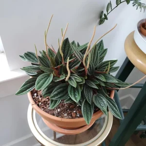 Red Peperomia Live Plant - 4-7 inches Tall, 4 inch Pot, Indoor Houseplant - Image 4